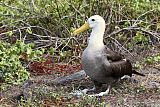 Waved Albatrossborder=